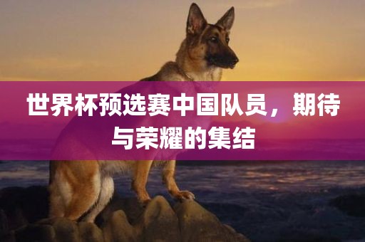 世界杯预选赛中国队员，期待与荣耀的集结