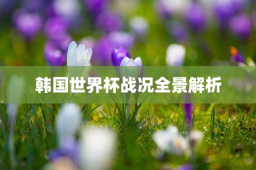 韩国世界杯战况全景解析