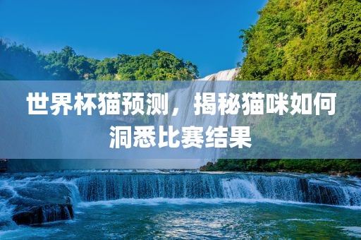 世界杯猫预测，揭秘猫咪如何洞悉比赛结果